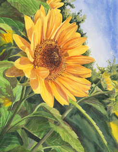 Sunflower watercolor painting inspired by light and nature